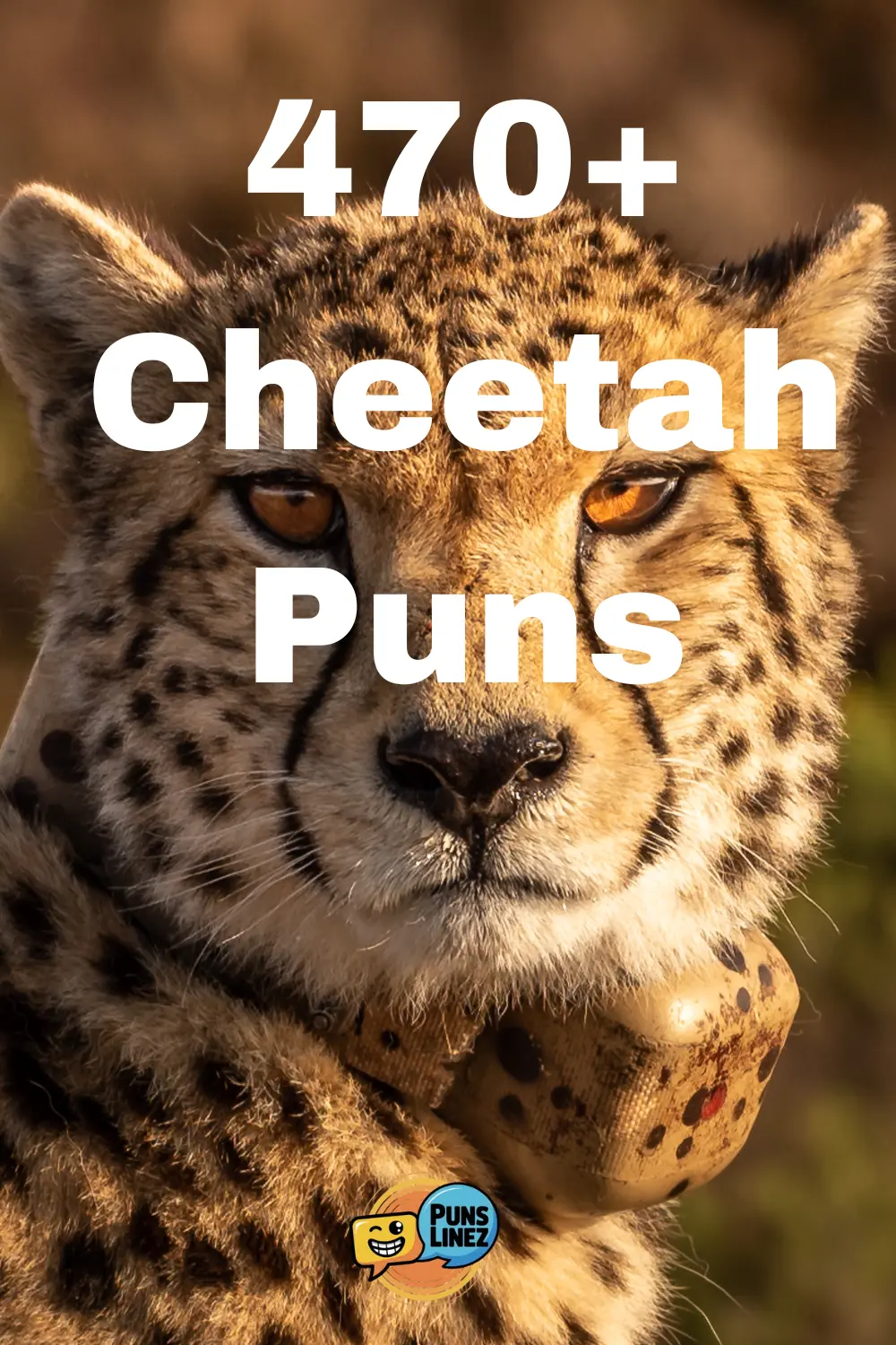 cheetah-puns