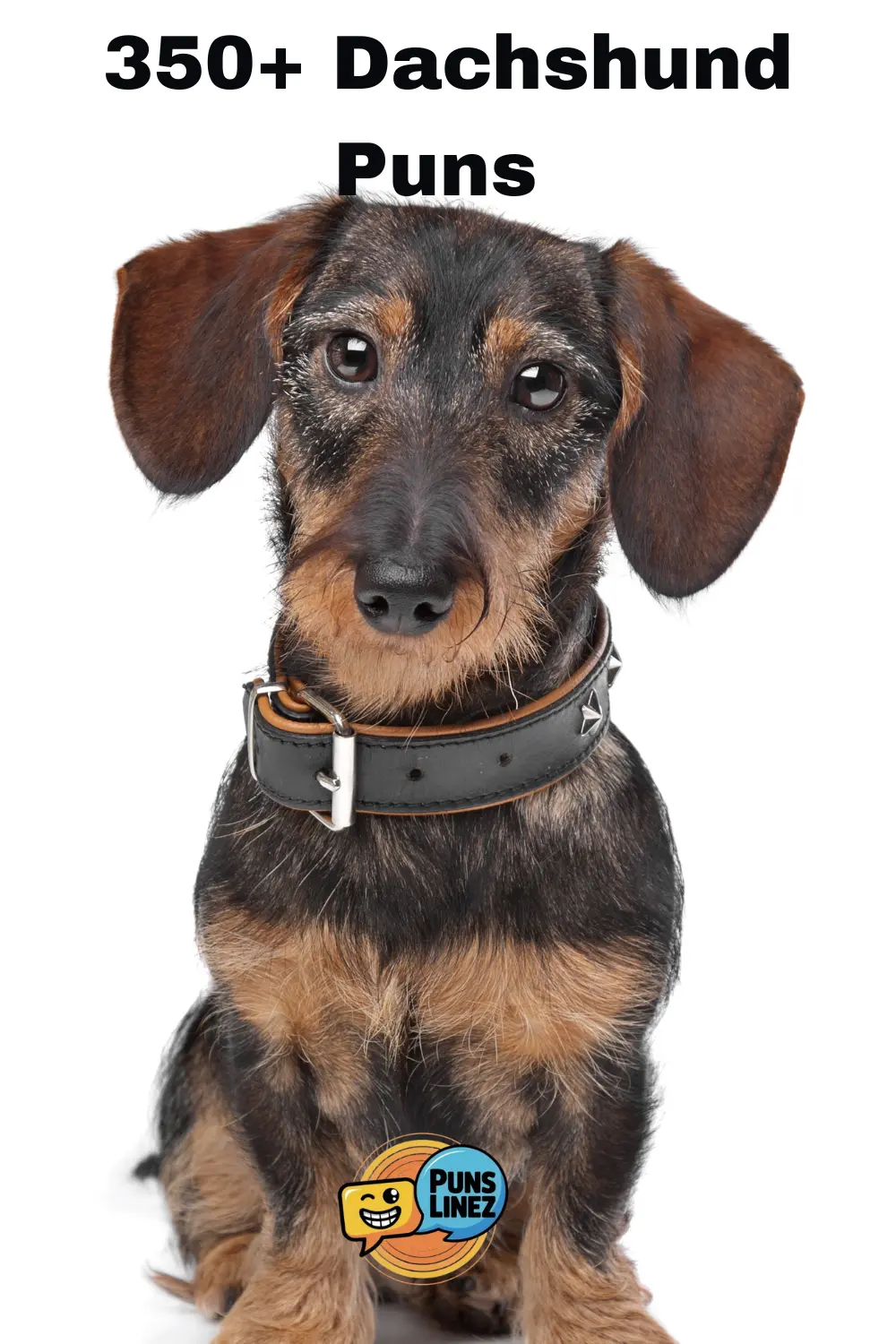 dachshund-puns