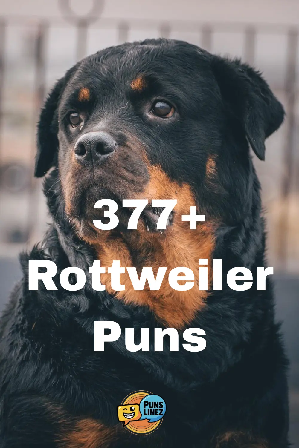 rottweiler-puns