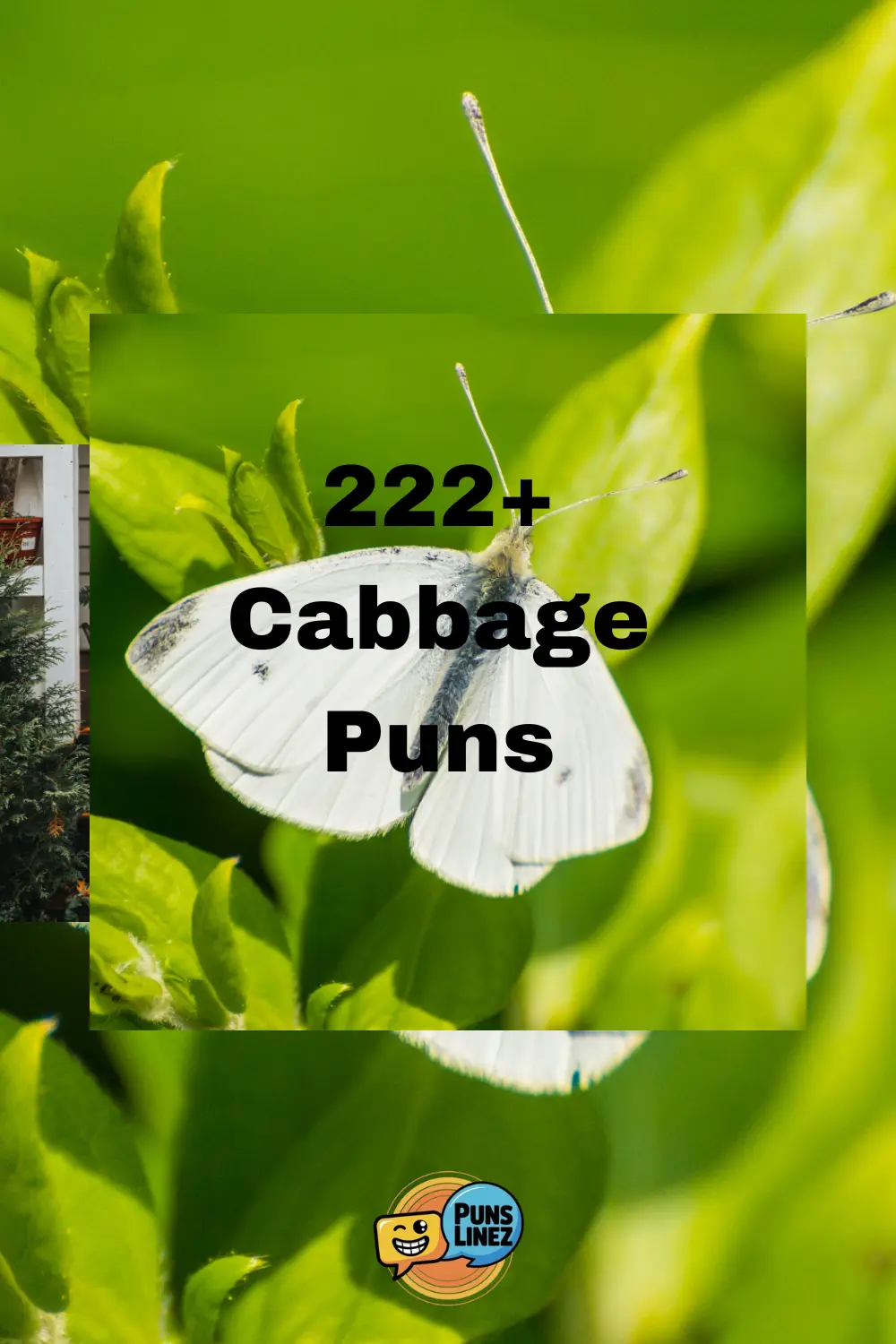 Cabbage_Puns
