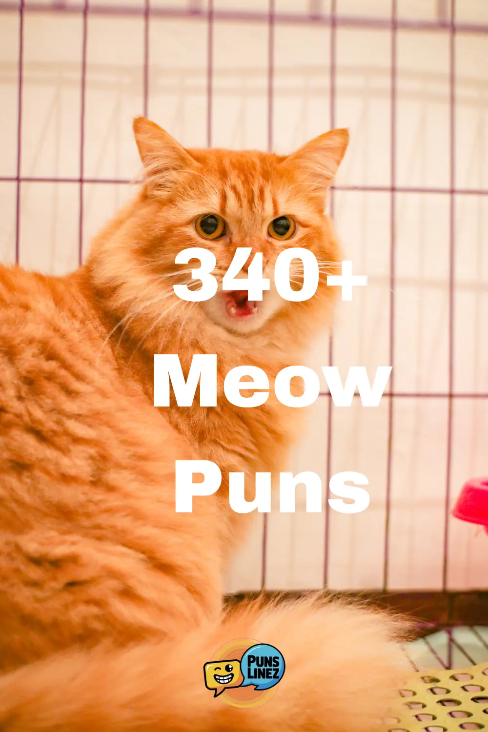 Meow Puns
